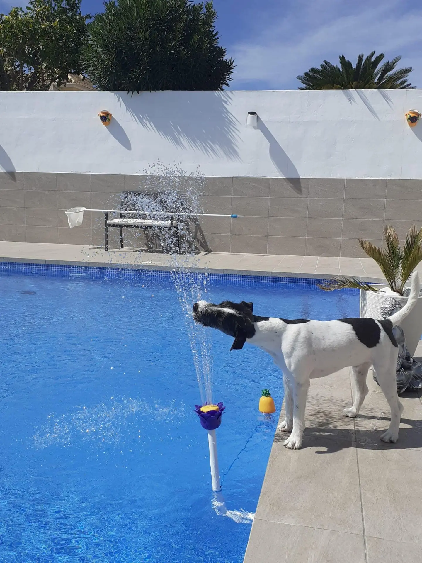 Cubierta + dog